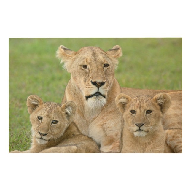 Lioness and Two Cubs, East Africa, Tanzania, Wood Wall Art (Front)