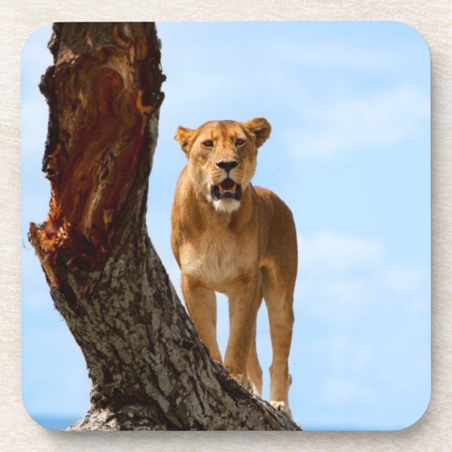 Lioness Beverage Coaster (Front)