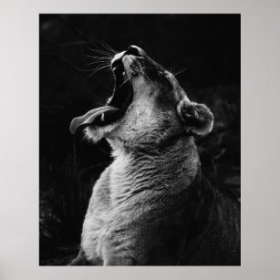 Lioness - Black & White Photograph Poster