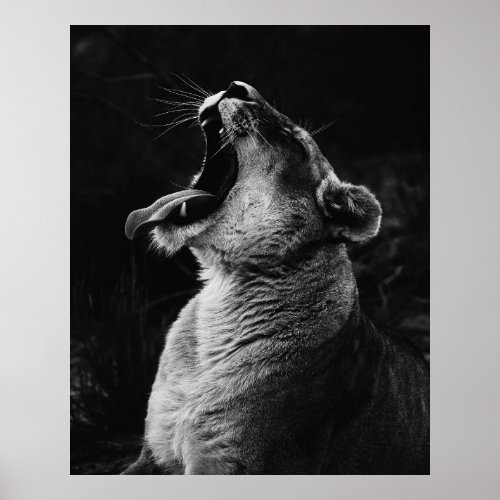 Lioness _ Black  White Photograph Poster