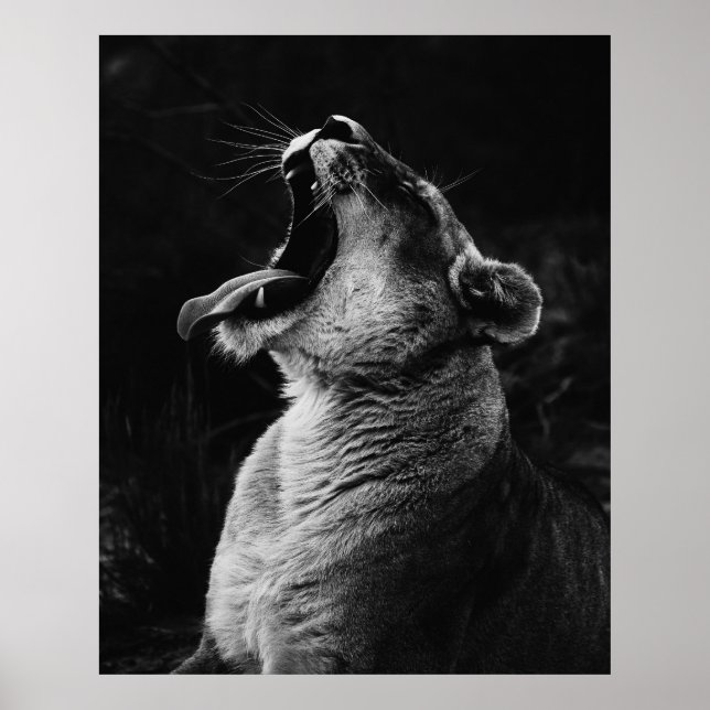 Lioness - Black & White Photograph Poster (Front)