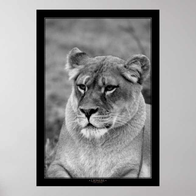 Lioness (BW Version) Poster (Front)