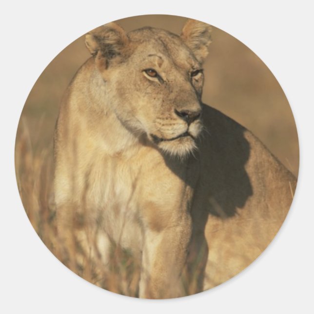 Lioness Camouflaged Classic Round Sticker (Front)