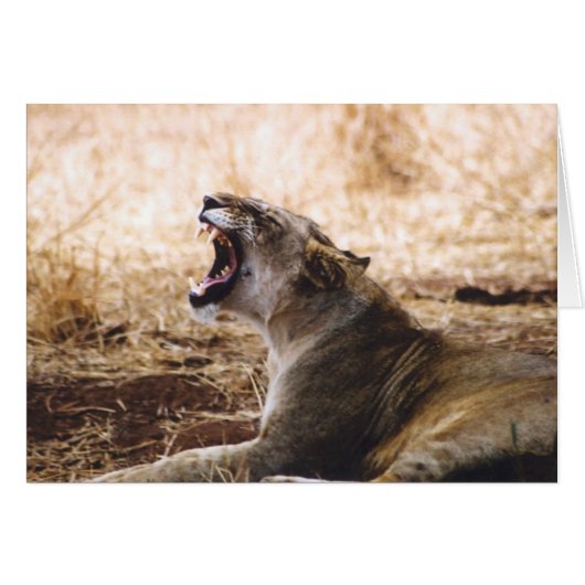 Lioness Cards (Front Horizontal)