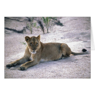 Lioness Cards
