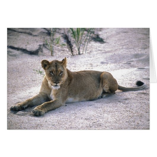 Lioness Cards (Front Horizontal)