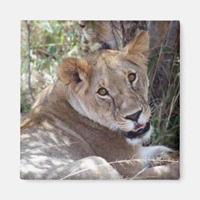 lioness face magnet (Front)