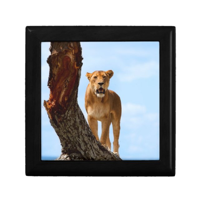 Lioness Gift Box (Front)