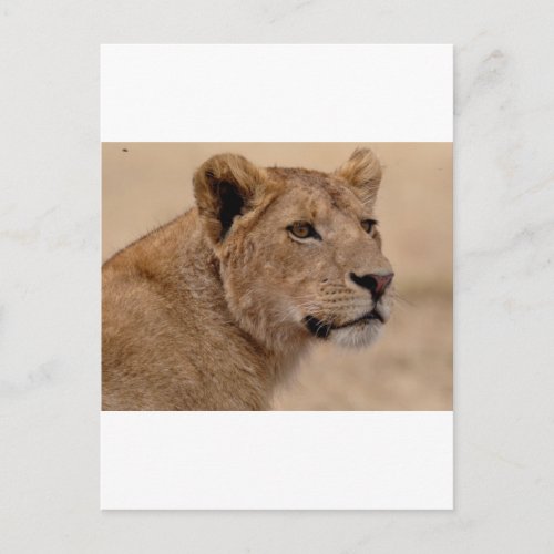 Lioness head closeup postcard