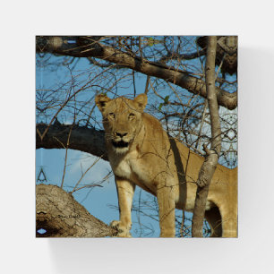 Lioness in a Tree Glass  Paperweight