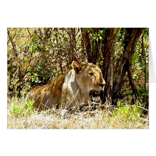 Lioness in Kenya card