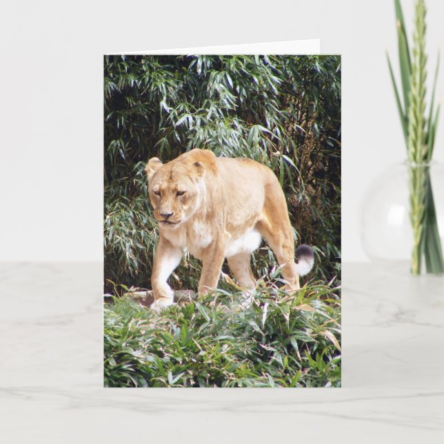 Lioness in Spring Card (Front)