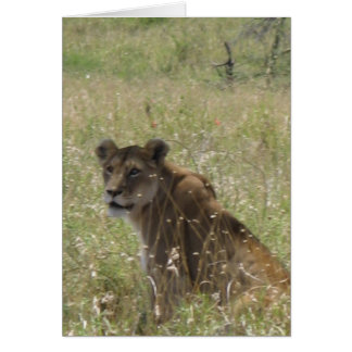 Lioness in Tall Grass Cards