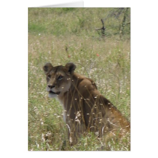 Lioness in Tall Grass Cards (Front)