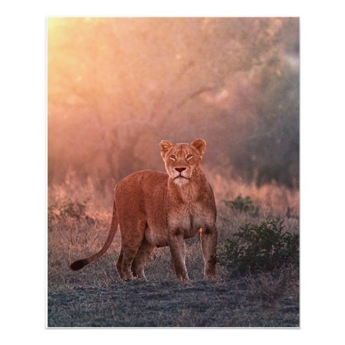 Lioness in the morning photo print