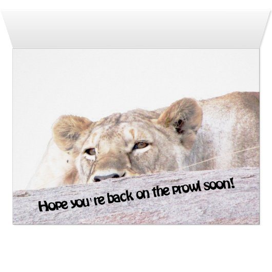 Lioness 'laid up' (Inside Horizontal (Bottom))