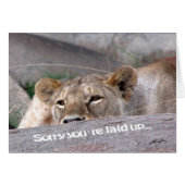 Lioness 'laid up' (Front Horizontal)