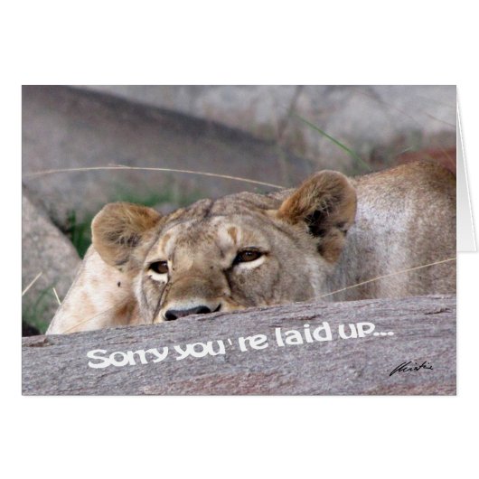 Lioness 'laid up' (Front Horizontal)