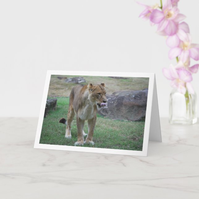 Lioness Licking Lips Card (Orchid)