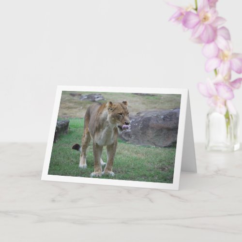 Lioness Licking Lips Card