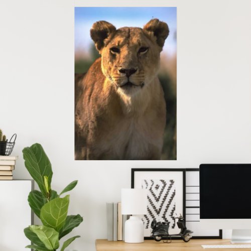 Lioness Lion Lovers Poster