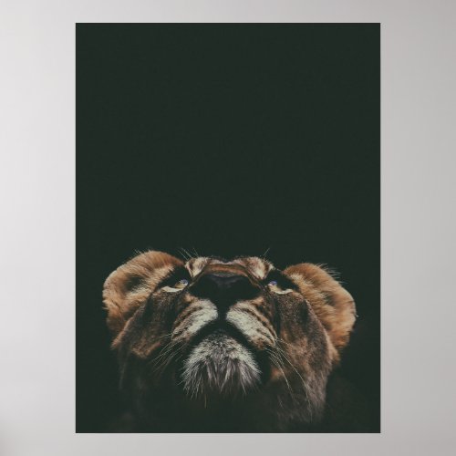 LIONESS LOOKING UP POSTER