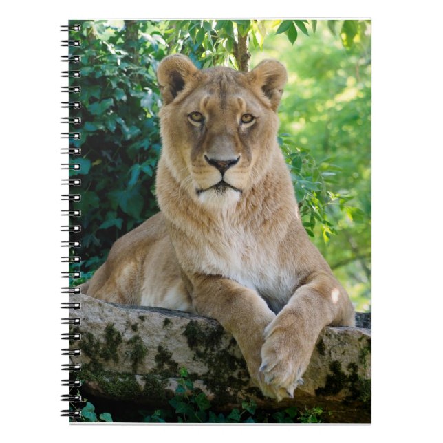 Lioness lying on rock  notebook (Front)