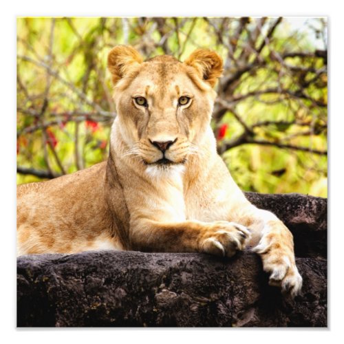 Lioness on the rocks photo print