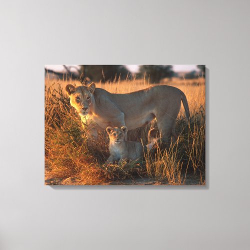 Lioness Panthera Leo And Cub Canvas Print