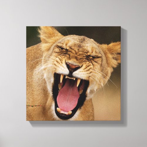 Lioness Panthera Leo Growling With Cub Canvas Print