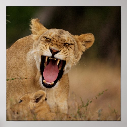 Lioness Panthera Leo Growling With Cub Poster