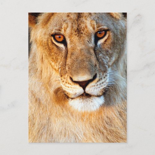 Lioness Panthera Leo Portrait Tarangire Postcard