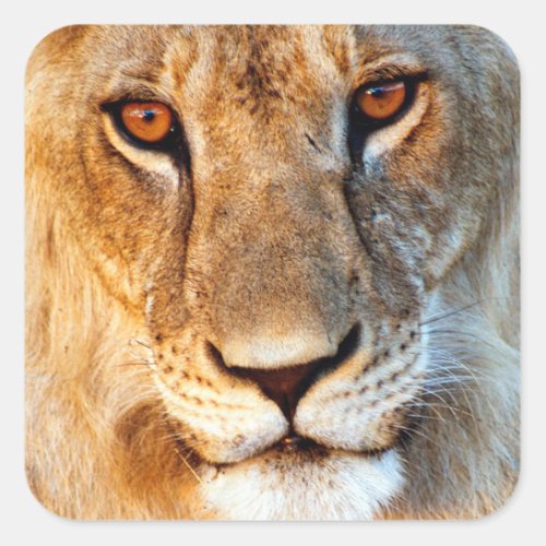 Lioness Panthera Leo Portrait Tarangire Square Sticker