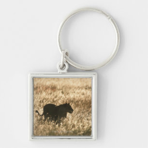 Lioness (Panthera leo) silhouetted in long grass Keychain