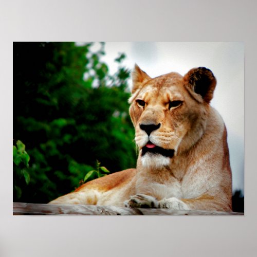 Lioness Photograph Poster