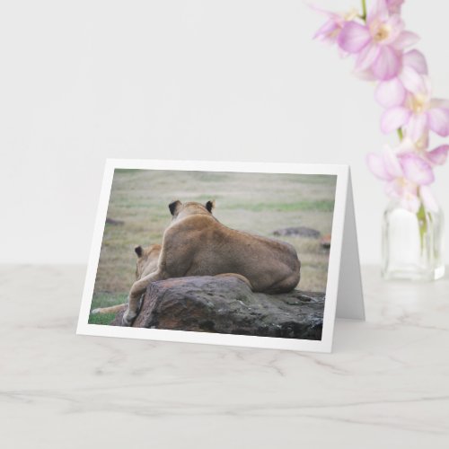 Lioness Portrait Card