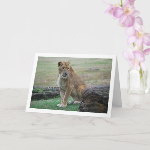 Lioness Portrait Card