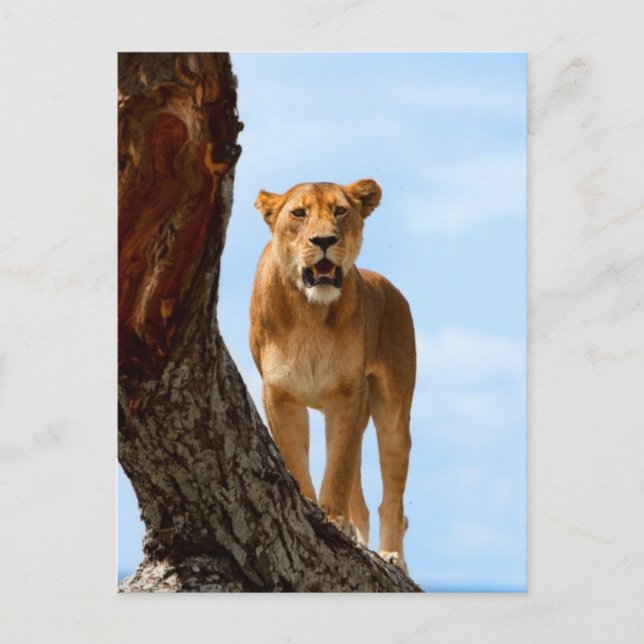 Lioness Postcard (Front)
