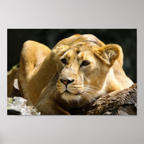 Lioness Poster