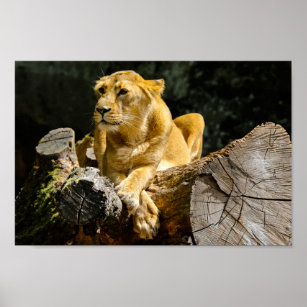 Lioness Posters & Photo Prints | Zazzle