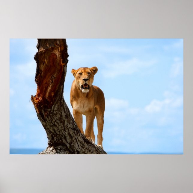 Lioness Poster (Front)