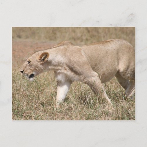 lioness prowling postcard