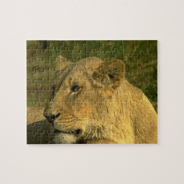 Lioness Queen Of The Jungle Jigsaw Puzzle (Horizontal)
