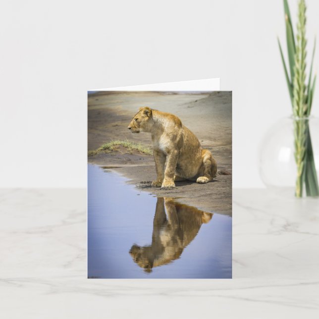 Lioness Reflection Note Cards (Front)