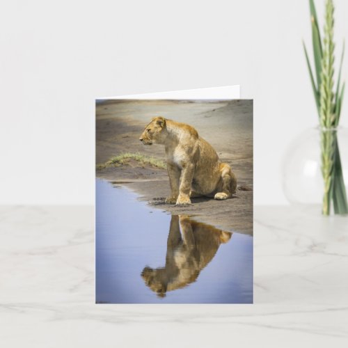 Lioness Reflection Note Cards