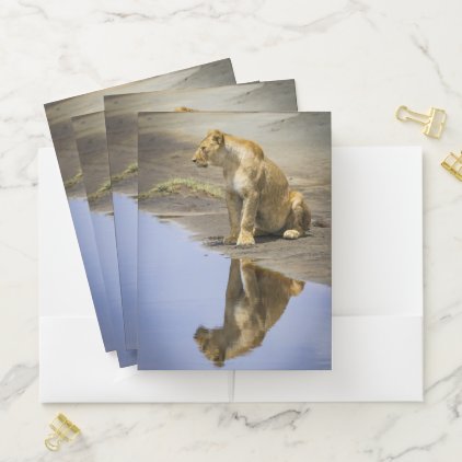 Lioness Reflection Pocket Folders