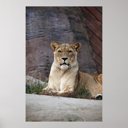 LIONESS RELAXING POSTER