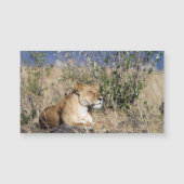 Lioness resting (Front)