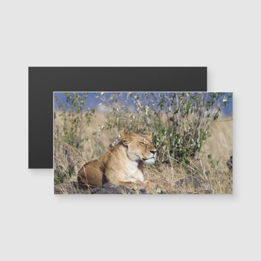 Lioness resting (Front/Back)