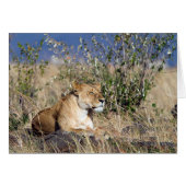 Lioness resting (Front Horizontal)